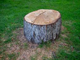 Trusted Cambridge, MD Tree Care Experts