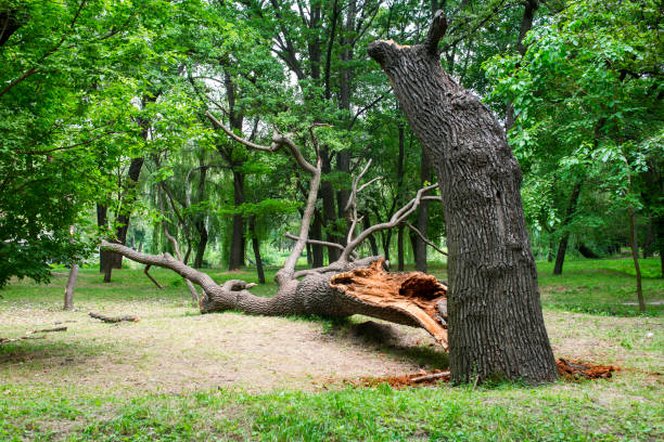 Best Tree Health Inspection  in Cambridge, MD